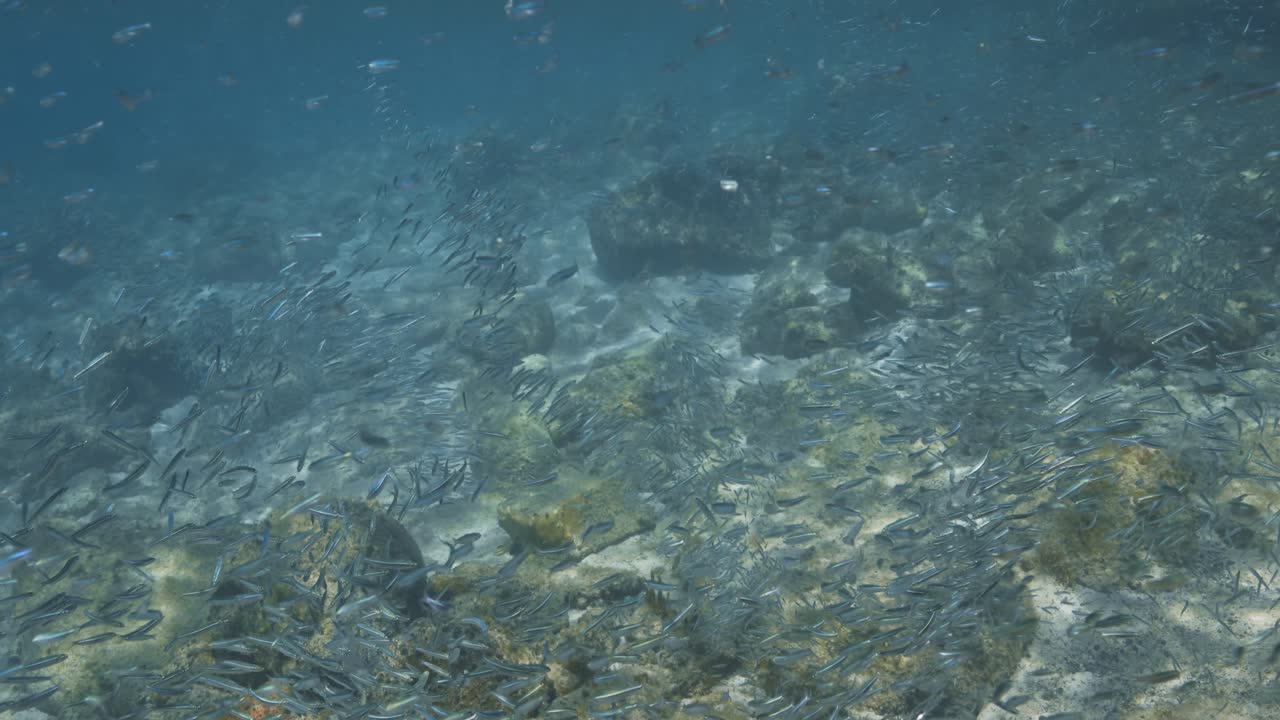 Grande banco di piccoli pesci tropicali che nuota sopra una barriera corallina poco profonda in acque cristalline dei Caraibi, vicino alle Isole Vergini britanniche e a St. Thomas, mostrando una vivace vita marina e un naturale movimento subacqueo.