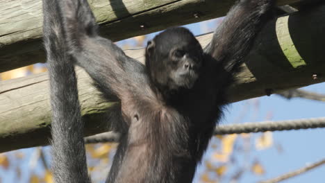 a spider monkey swinging from a wooden structure in a zoo