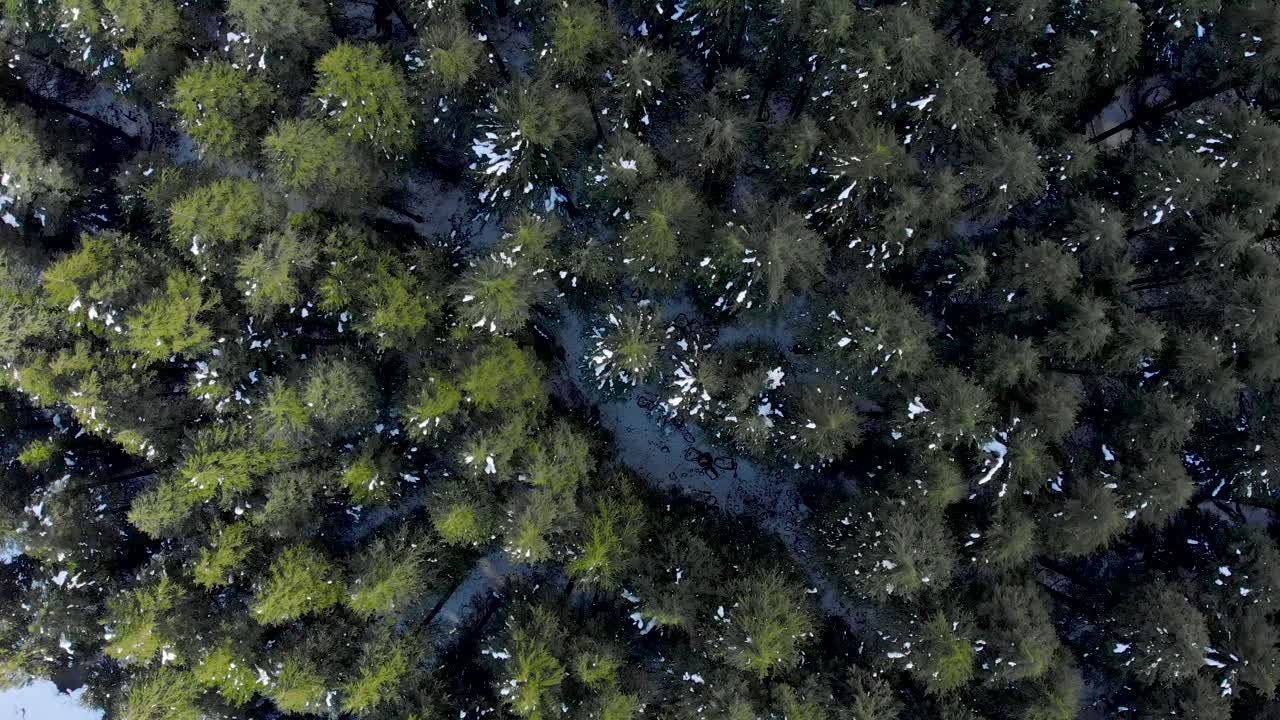 toma aérea de arriba hacia abajo sobre grandes pinos cubiertos con parches de nieve derretida después de una nevada en la noche durante los inviernos, filmada con un dron en 4k