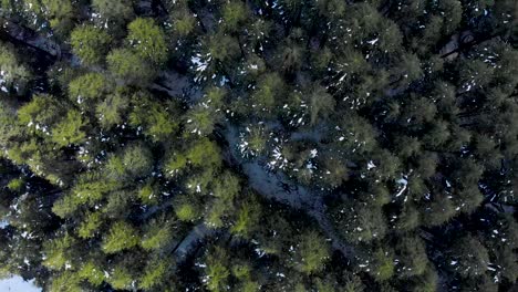 aerial top-down shot above large pine trees covered with patches of melted snow after a snowfall in the evening during the winters, shot with a drone in 4k