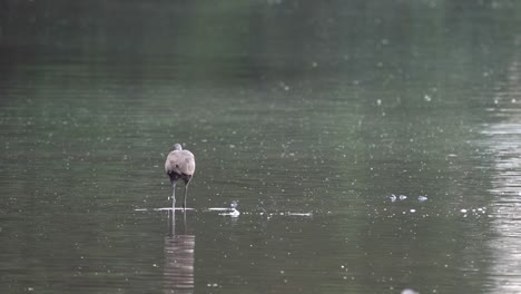 Ein-Limpkin-Oder-Aramus-Guarauna,-Der-Im-Späten-Abendlicht-In-Einem-Schmutzigen-See-Herumwatet