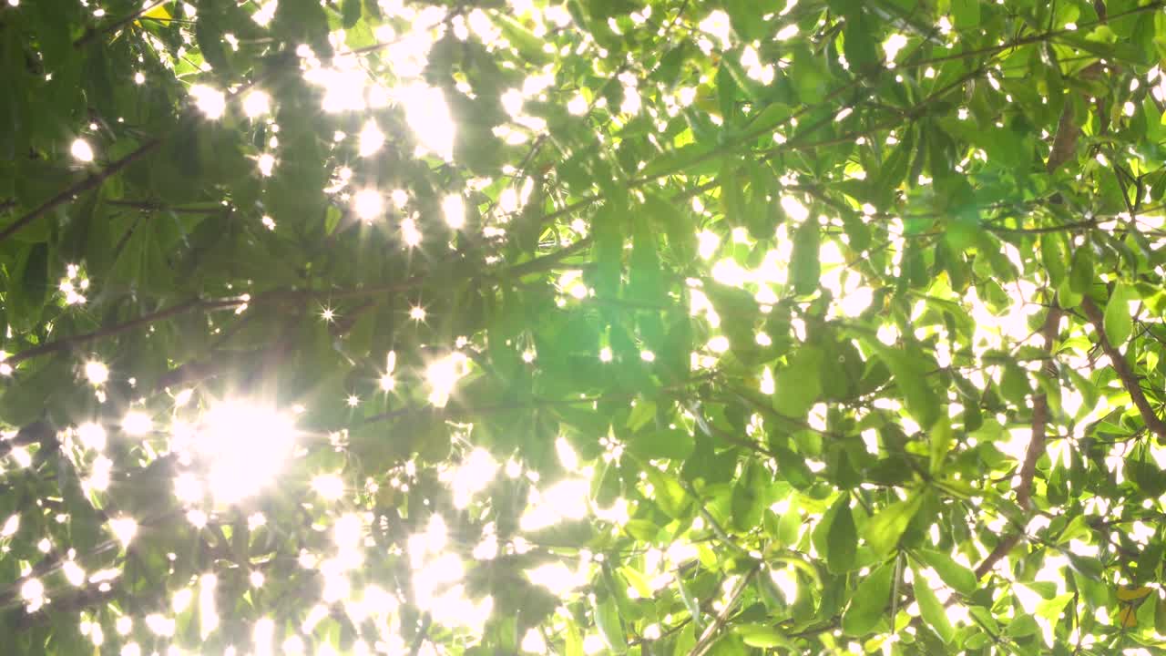 초록색 잎, 태양의 반임으로 흐릿한 추상적인 보케