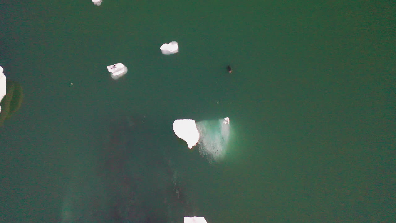 Swimming Icelandic Seal On The Freezing Waters Surrounded By Icebergs In Jokusarlon Glacier Lagoon In South Iceland - Drone Shot