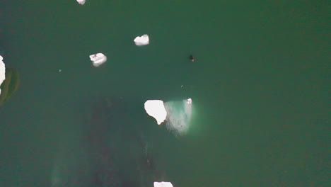 swimming icelandic seal on the freezing waters surrounded by icebergs in jokusarlon glacier lagoon in south iceland - drone shot
