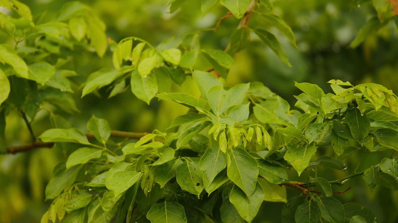 closeup de un árbol grande después de la lluvia, gotas de lluvia en las hojas