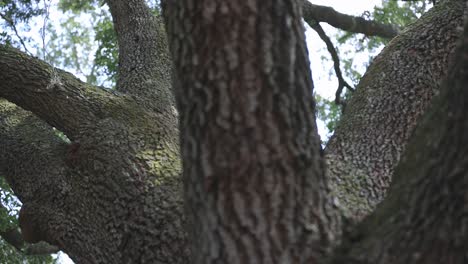 一棵橡树在树林中慢慢地穿过树枝