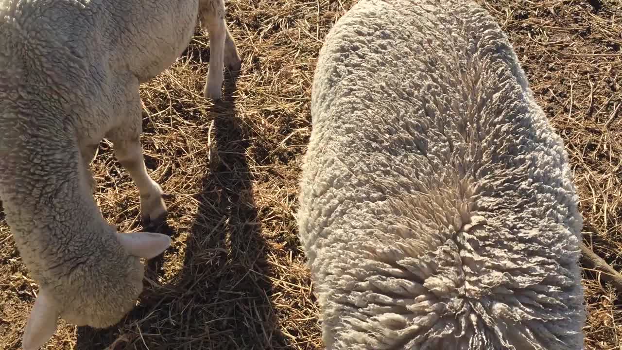 Sheep eating in a field in Queenstown, NZ.