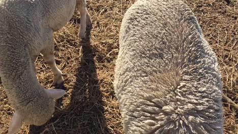 sheep eating in a field in queenstown, nz.