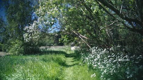 verdant meadow stroll: spring’s pov beauty walk in northern europe