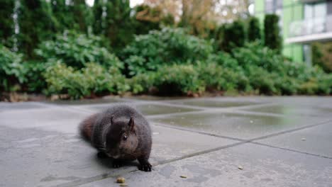 Linda-Ardilla-Comiendo-Nueces-En-El-Suelo-En-El-Patio-Trasero