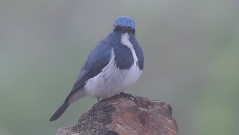 the ultramarine flycatcher, also known as the white-browed blue flycatcher, a winter migrant to thailand, is very friendy to people