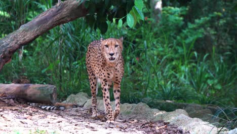 Big-cat,-asiatic-cheetah,-acinonyx-jubatus-venaticus-walking-and-wondering-around-the-environment,-passing-by-another-cheetah-lying-down-on-the-ground,-handheld-motion-following-shot