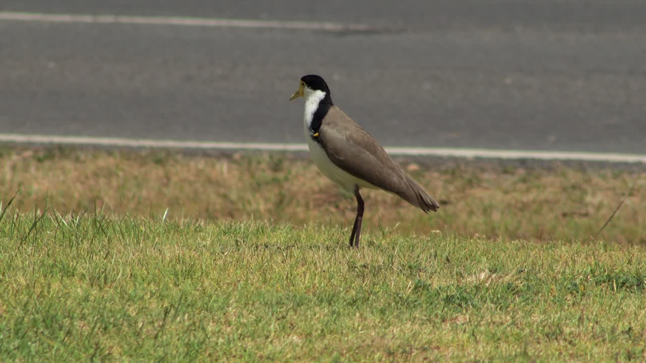도로 근처의 잔디 위에 서 있는 가면화 된 lapwing plover 새