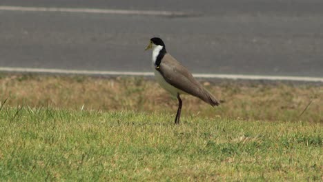 Masked-Lapwing-Plover-Bird-Standing-On-Grass-Close-To-Road