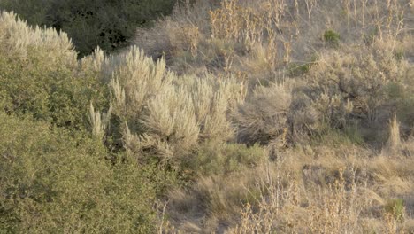 doe, female mule deer in the morning sunshine