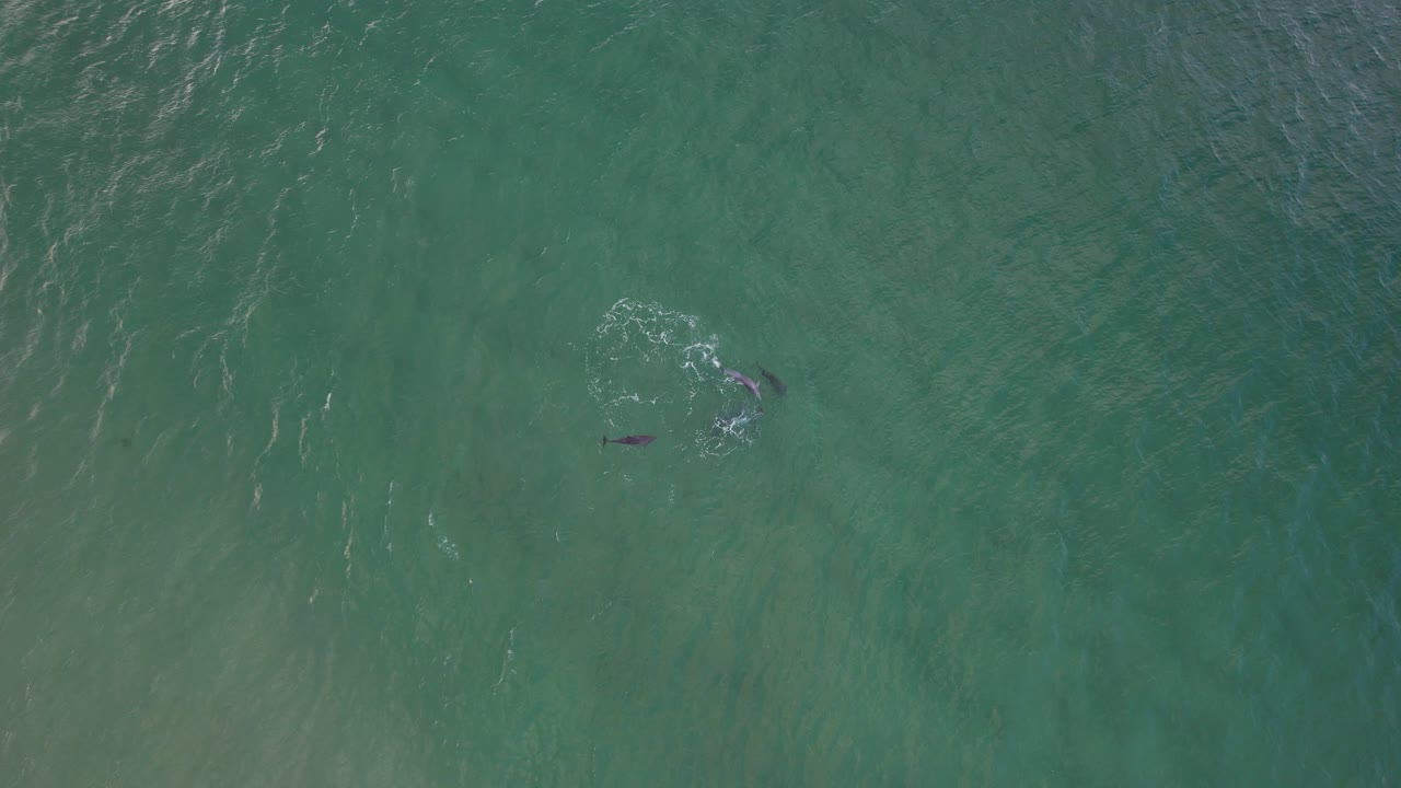 Aerial View Of Humpback Whales Swimming On The Pacific Ocean, New South Wales, Australia
