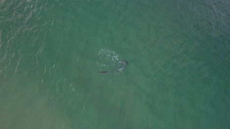 una vista aérea de las ballenas jorobadas nadando en el océano pacífico, nueva gales del sur, australia