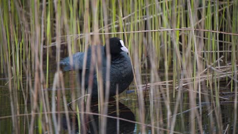 eurasian coot standing in wetland water reeds, grooming its feathers