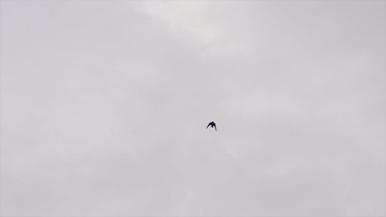 video en cámara lenta de pájaros urbanos volando en el centro de la ciudad de kuala lumpur antes del atardecer