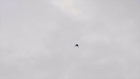 video en cámara lenta de pájaros urbanos volando en el centro de la ciudad de kuala lumpur antes del atardecer