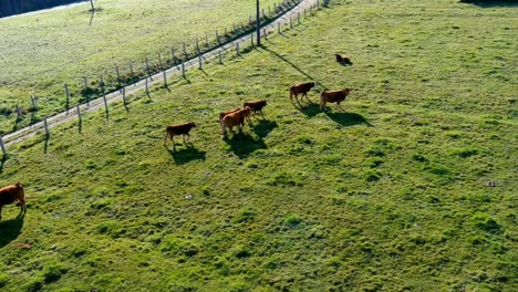 Bio-Rinder-Im-Morgengrauen-Auf-Einer-Graswiese-Mit-Einem-Feldweg,-Der-Mit-Einem-Zaun-Geschützt-Ist