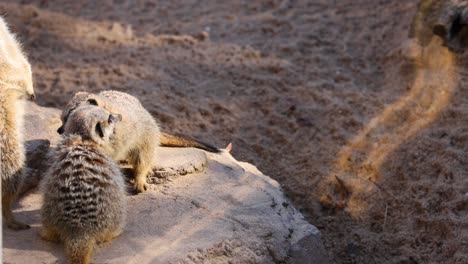 two meerkats engaging in playful interaction