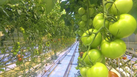 interior establishing shot of an iceland greenhouse using geothermal hot water to grow tomatoes