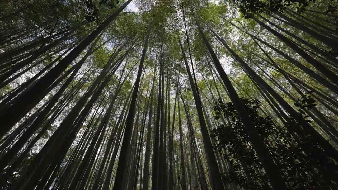Arashiyama Bambuswald in Kyoto, seitliche Kamerabewegung