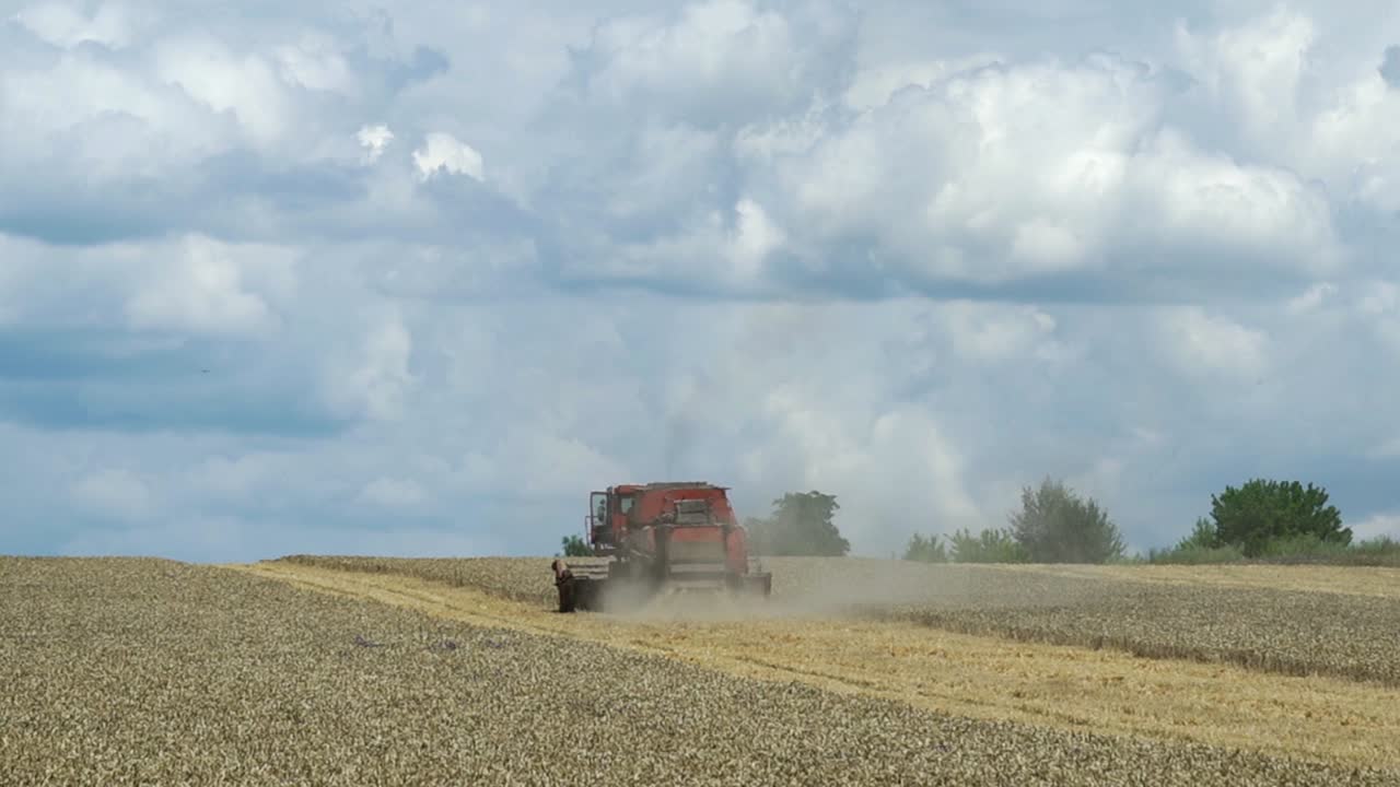Combine harvester during grain harvesting. Harvest time. Agricultural sector
