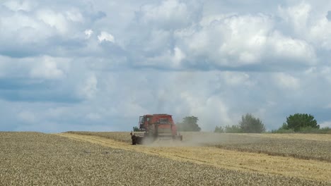 combine harvester during grain harvesting. harvest time. agricultural sector