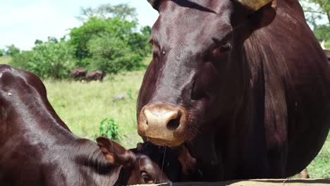 ankole cows drinking water in trough in uganda, africa