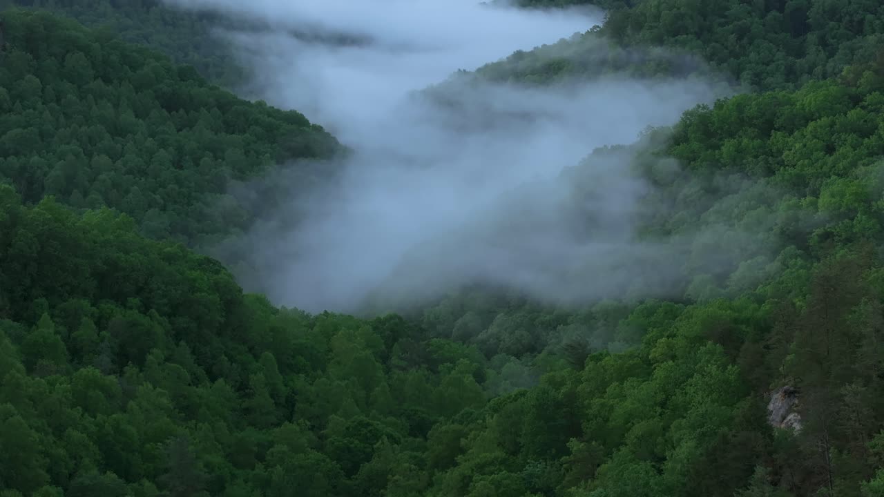 Aerial shot gliding above fog rolling through a deep wooded Appalachian gorge