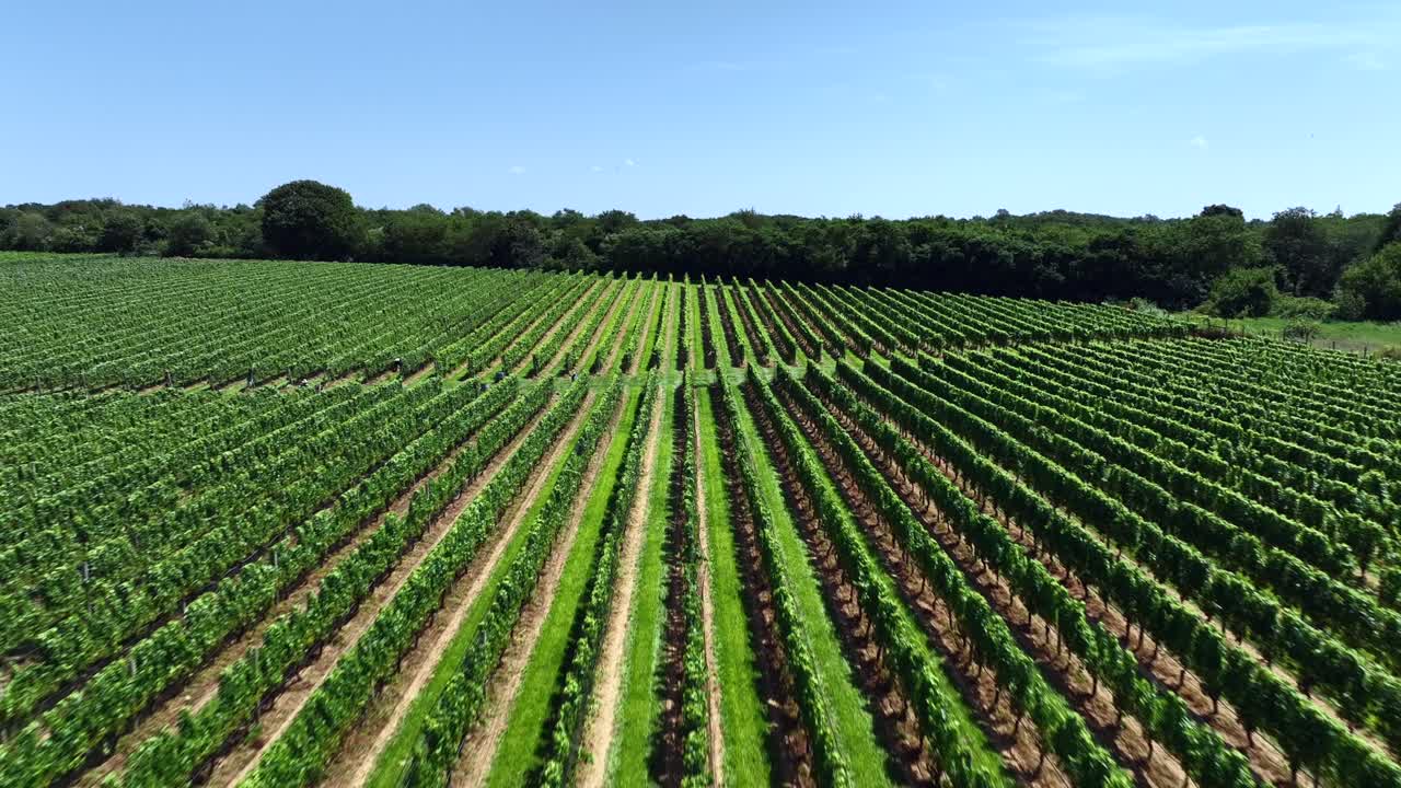 una baja altitud, vista aérea de un gran viñedo en los hamptons, nueva york en un día soleado