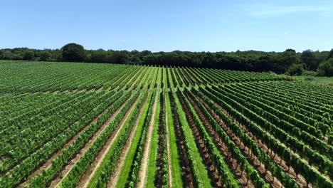 A-low-altitude,-aerial-view-of-a-large-vineyard-in-the-Hamptons,-New-York-on-a-sunny-day