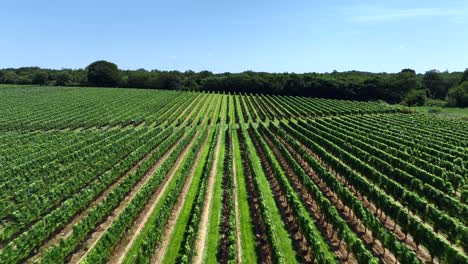 a low altitude, aerial view of a large vineyard in the hamptons, new york on a sunny day