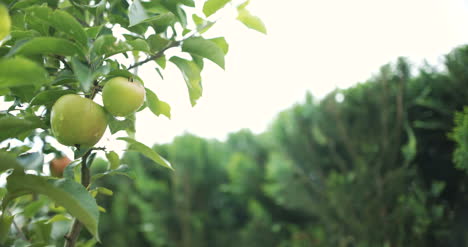 Fresh-Apple-On-A-Tree-Branch-3