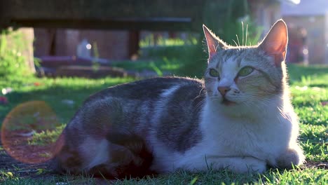 a reveal shot of a domestic cat lying peacefully on the lawn and keeps closing its eyes