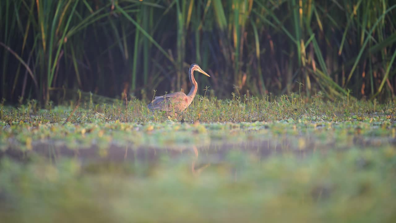 A Purple Heron (Ardea purpurea) stands gracefully in the shallow water of a marsh, surrounded by lush green vegetation.