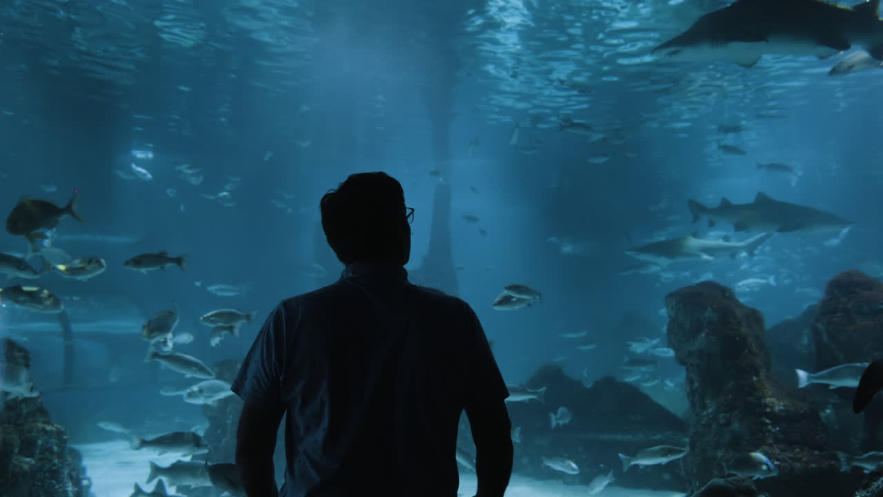 Person Looking at Sharks and Fish in an Aquarium