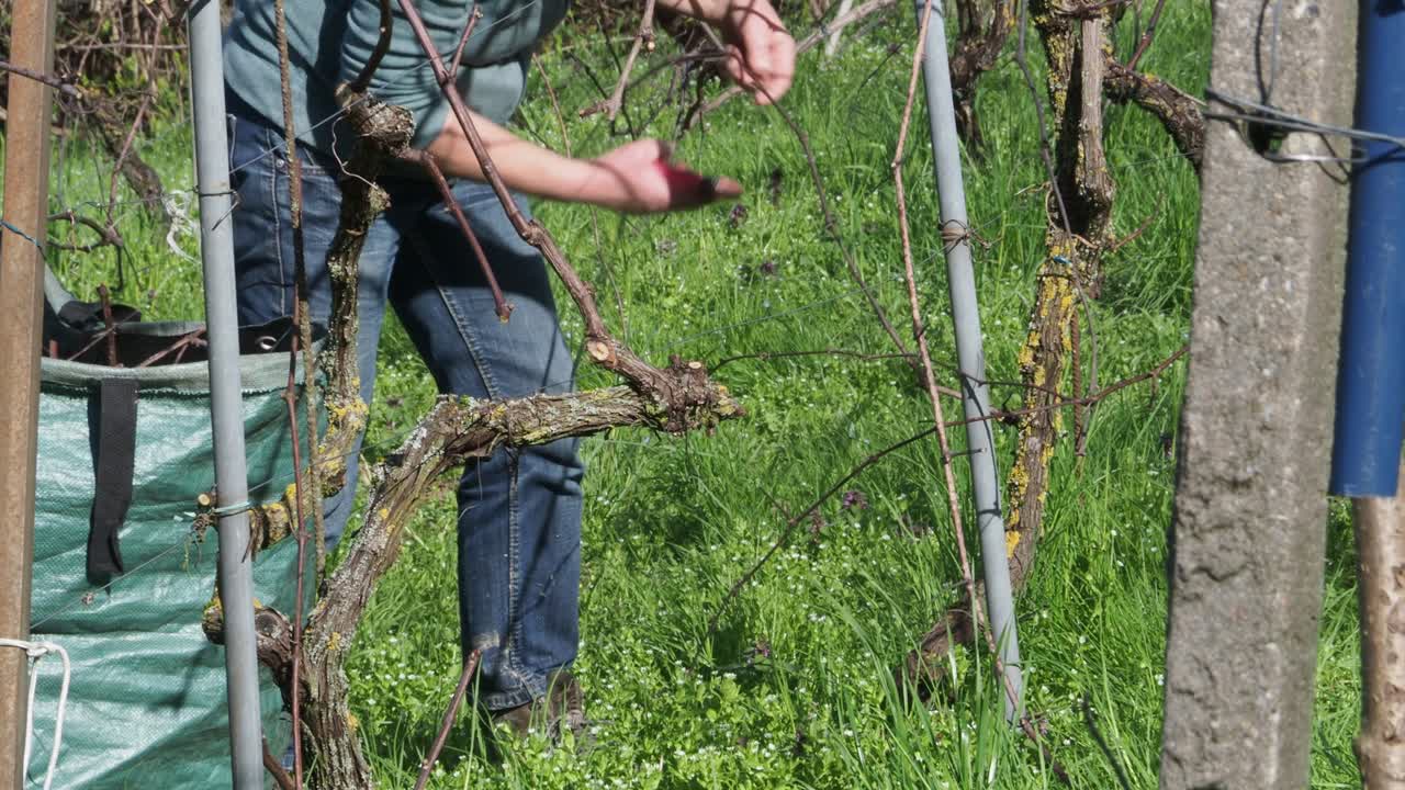 woman works among grapevine rows, cutting tangled dormant branches with pruning shears under bright sun in a late winter vineyard, surrounded by metal supports