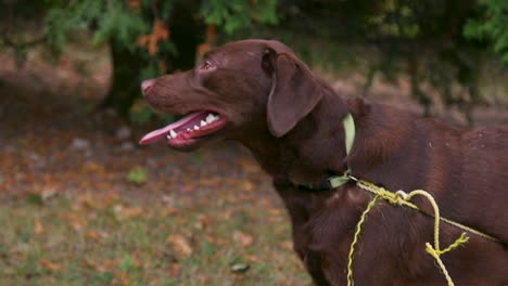 feliz perro perdiguero de chocolate aventurero