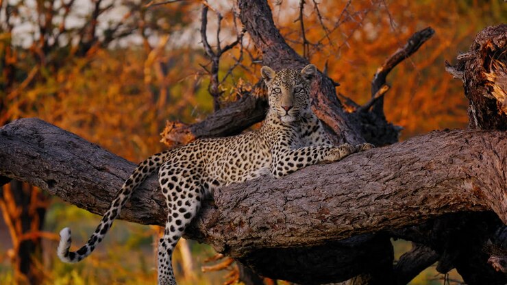 leopardo en un árbol al atardecer