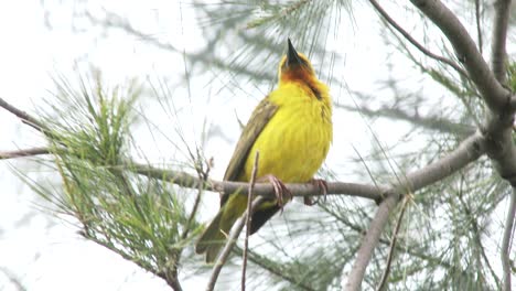 a cape weaver cleans it's beak then hops to another branch in a pine tree