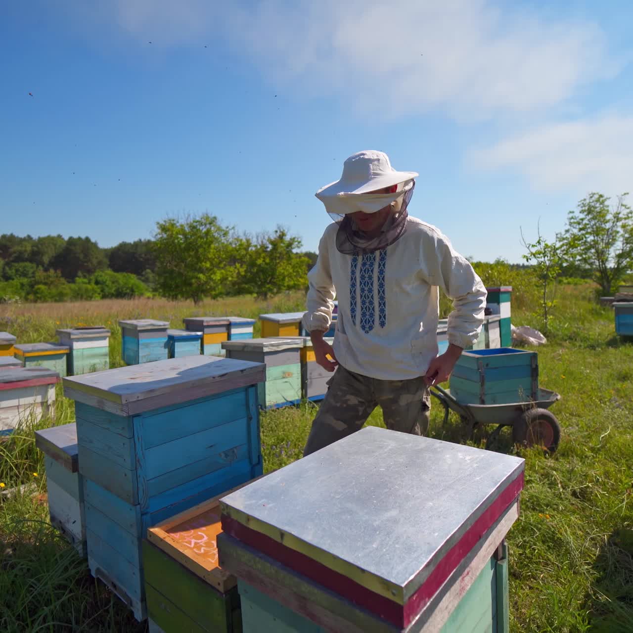 Beekeeping process in a sunny day. Beekeeper in safety hat works on the apiary under blue sky. Apiarist near the wooden beehives among green nature.