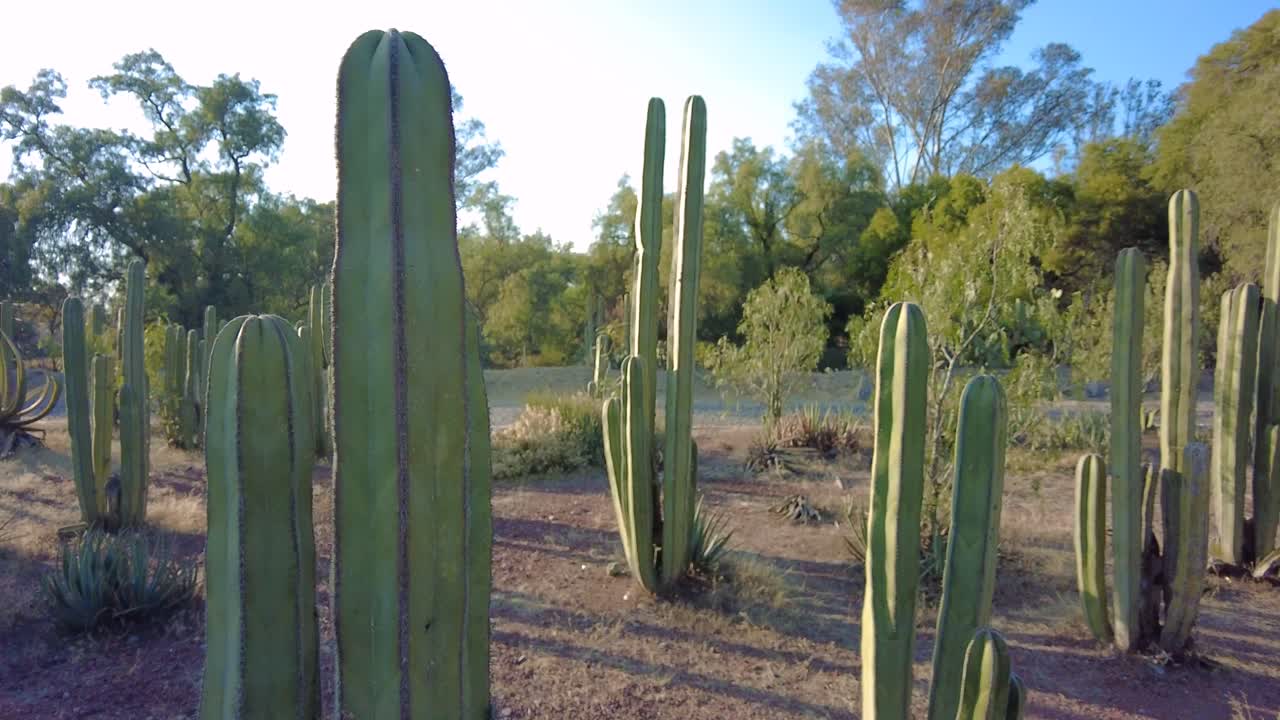 увидеть поле величественных кактусов на фоне яркого леса в солнечный и прекрасный день