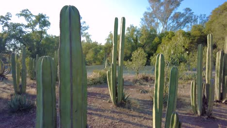 Vea-Un-Campo-De-Cactus-Majestuosos,-Contra-Un-Fondo-De-Bosque-Vibrante-En-Un-Día-Soleado-Y-Hermoso