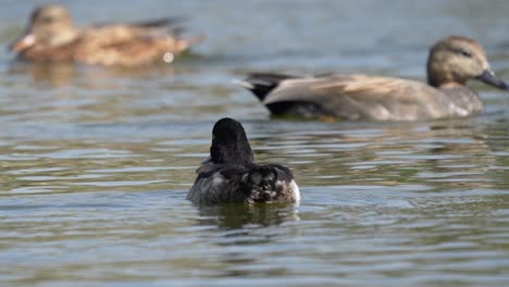 Un-Pato-Copetudo-Inmaduro-Nadando-En-Un-Lago