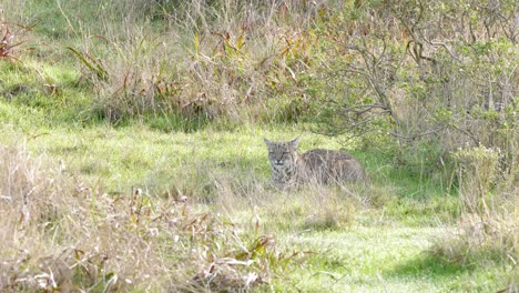 bobcat observing an open field from the shade of a bush