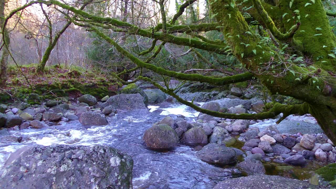 el agua del arroyo de montaña que fluye a través de rocas y ramas sobresalientes en el sol de invierno de tarde