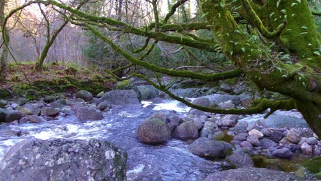 The-mountain-stream-water-flowing-through-boulders-and-overhanging-branches-in-late-evening-winter-sunshine